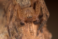 L'Olie  chaussettes. Un mle (Araneae - Sparassidae - Olios argelasius)